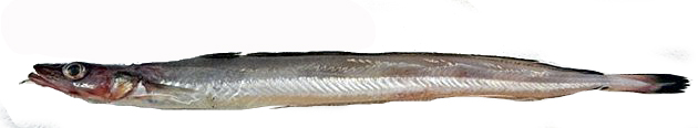 Molva macrophthalma_002254